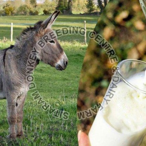 Donkey Milk