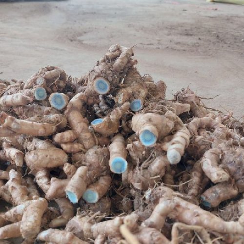 Fresh Black Turmeric Finger