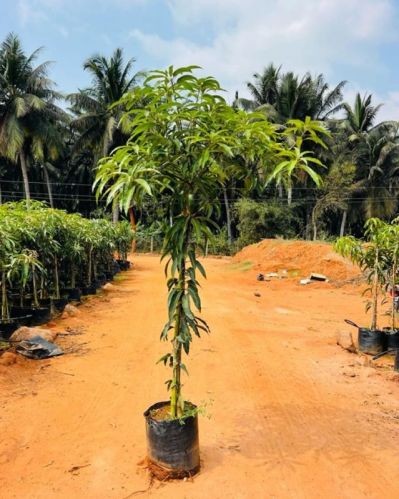 Alphonso Mango Plant