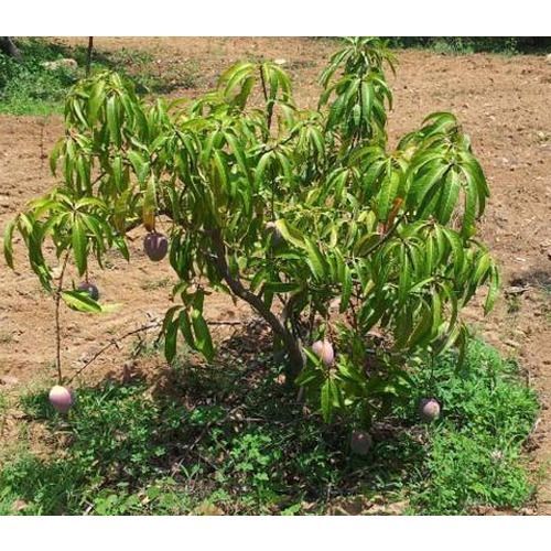 Kesar Mango Plant