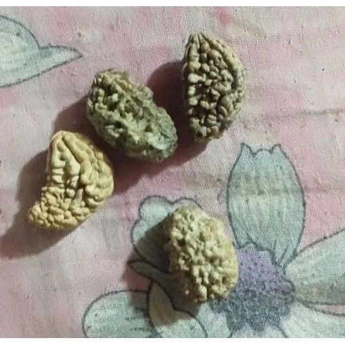 1 Mukhi Rudraksha