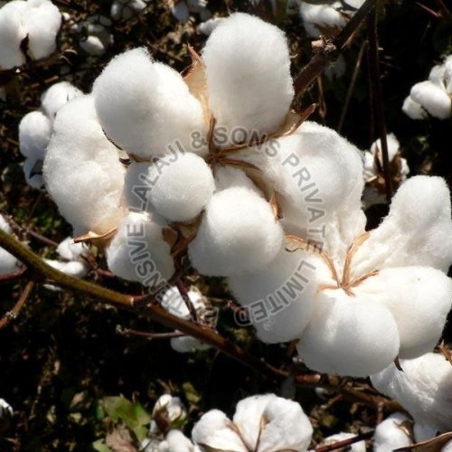 Raw Cotton
