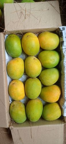 Fresh Alphonso Mangoes
