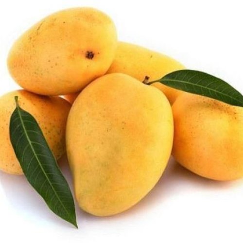 Fresh Kesar Mango