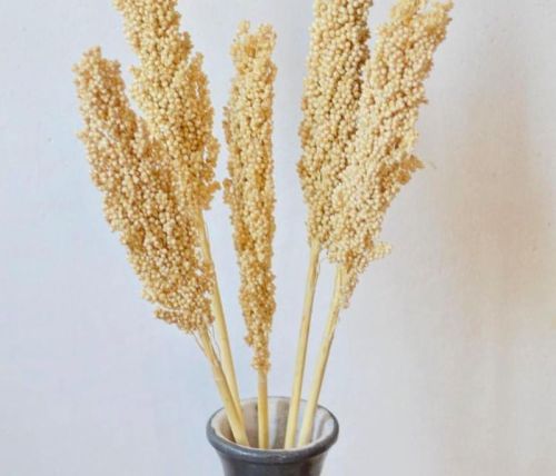 Dried Natural Sorghum Flower Sheaves