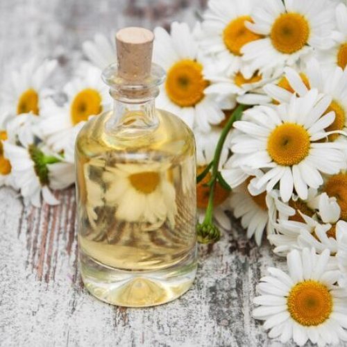 Chamomile Oil