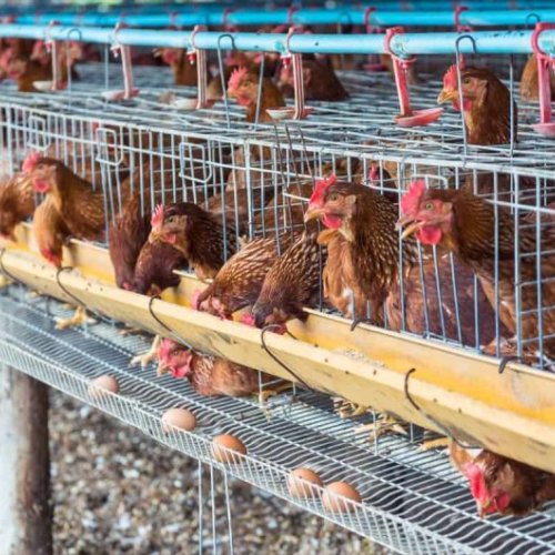 Nutrilyte (Water Soluble Electrolyte Concentrate For Poultry)