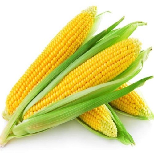 Yellow Corn