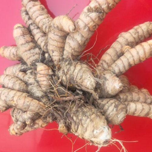 raw turmeric finger