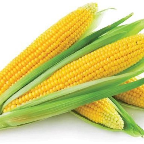 Yellow Maize
