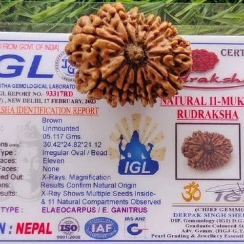 11 Mukhi Rudraksha