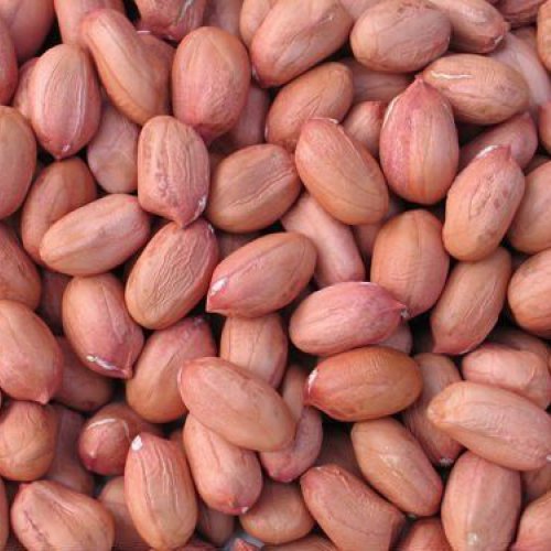 groundnut seeds