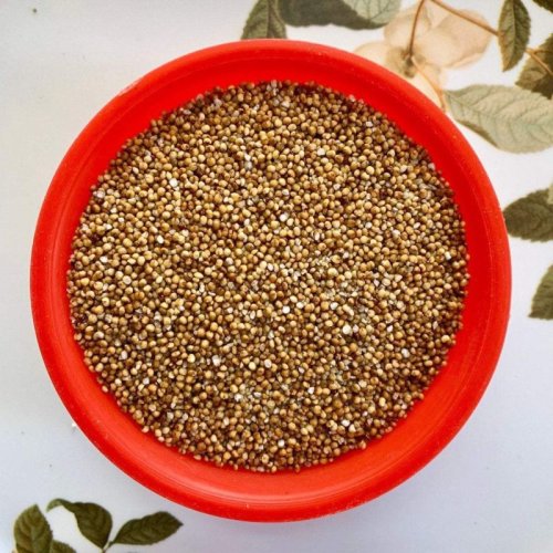 kodo millet