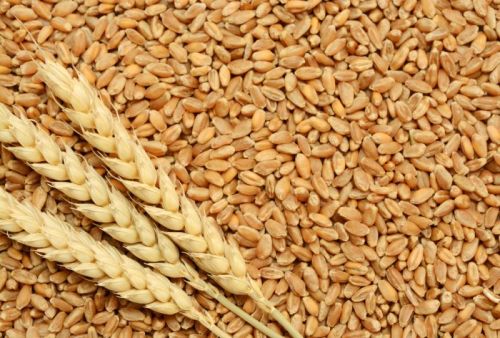 wheat grains