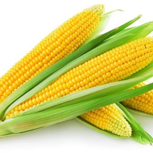 Sweet Corn