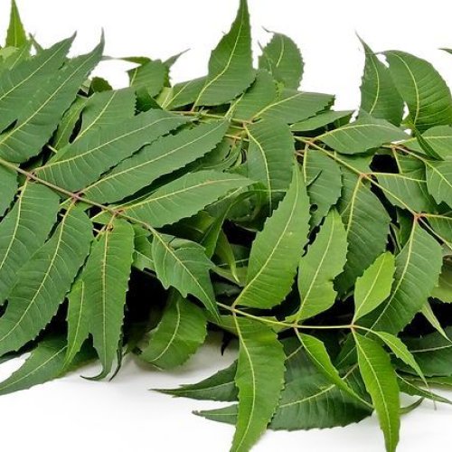 Fresh Neem Leaves