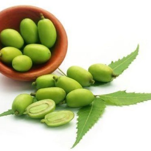 Neem Fruit