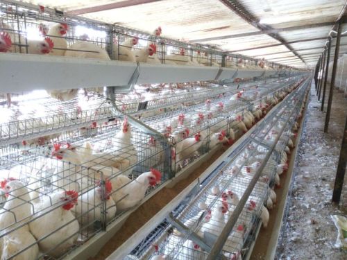 Comfort Layer Cage