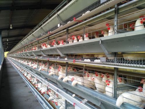 Layer Battery  Cages