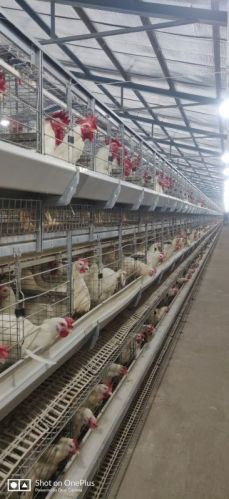 Broiler Breeder Cages