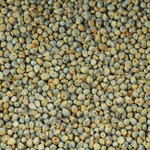 Indian Green Millet