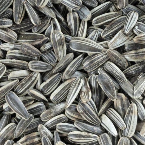 Natural Striped Sunflower Seeds