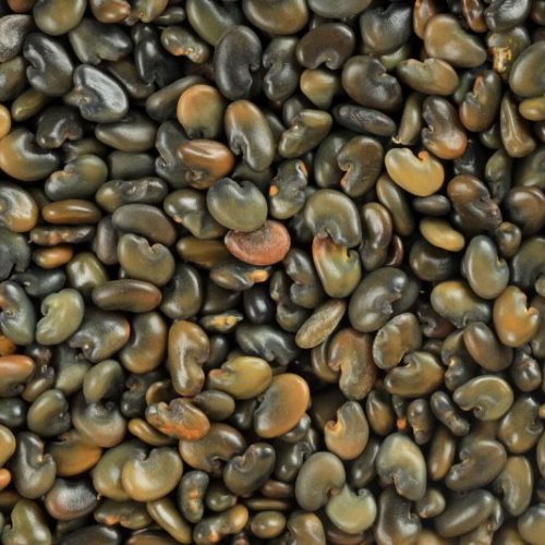 Natural Sunn Hemp Seeds