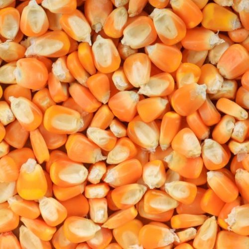 Natural Yellow Maize