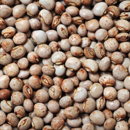 Pigeon Pea Seeds