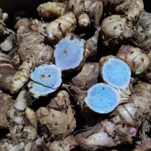 Organic Black Turmeric Finger