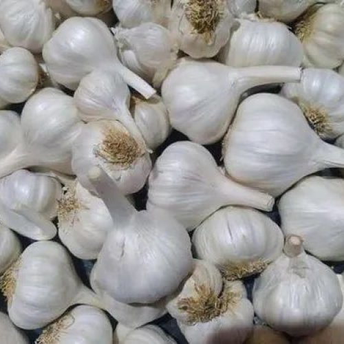 A Grade Garlic