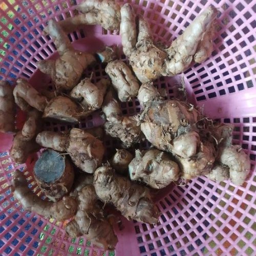 Organic Black Turmeric Finger