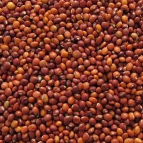 Pigeon Pea