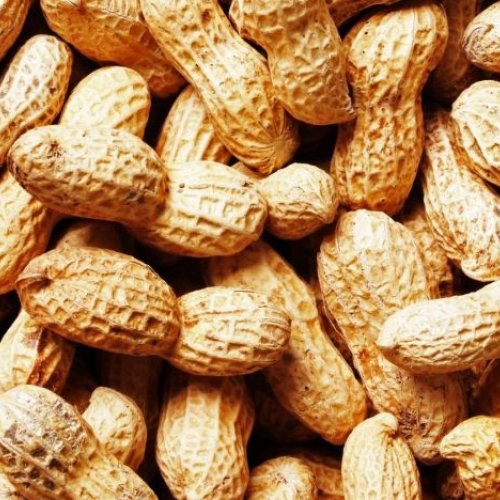 Groundnut Seeds