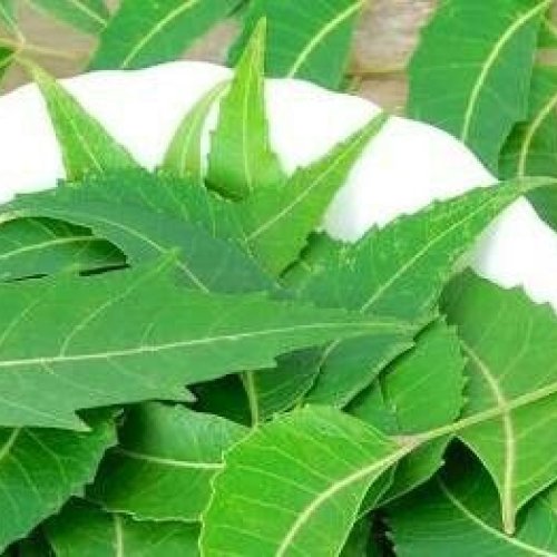 Neem Leaves