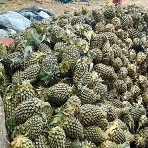 Fresh Pineapple