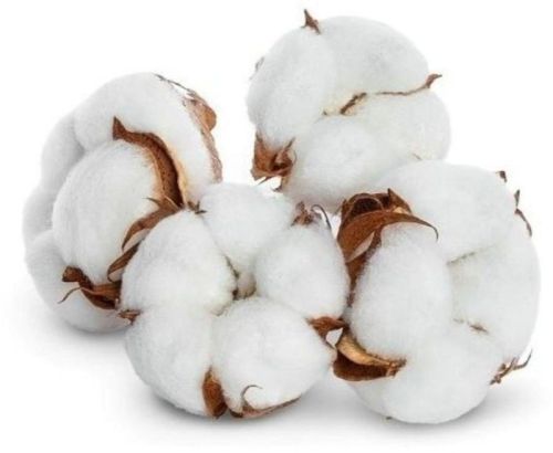 Raw Cotton