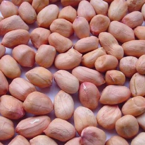 Java Groundnut Kernels