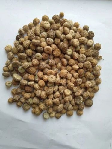 Akarkara Seeds