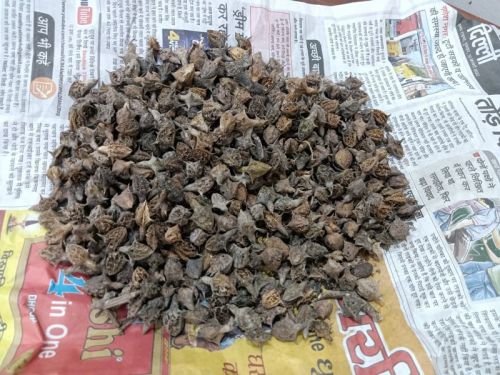 Gokhru Powder