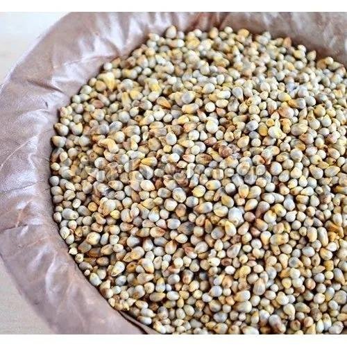 Brown Pearl Millet