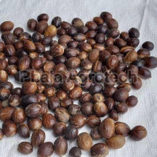 Dried Shell Nutmeg