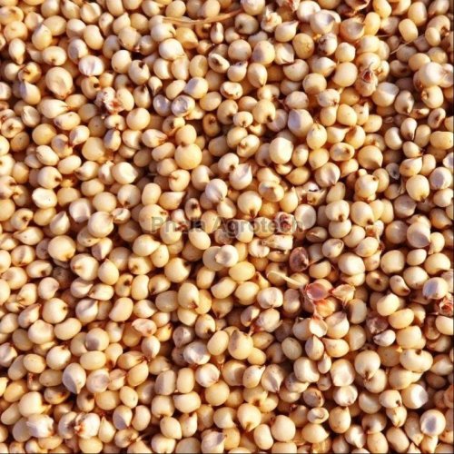 Dried Sorghum Millet Seed