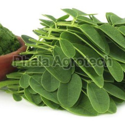 Moringa Leaf Powder