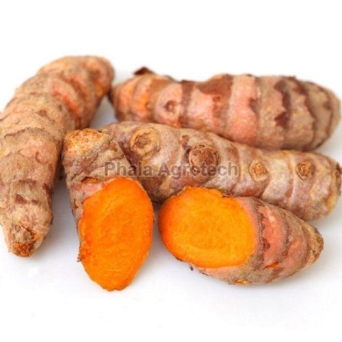 Whole Raw Turmeric