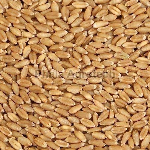 Whole Wheat Grain