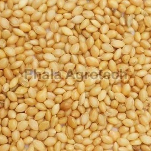 Yellow Foxtail Millet
