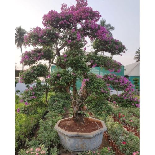 Bogan Bel Plant