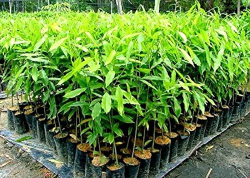 Agarwood Plant