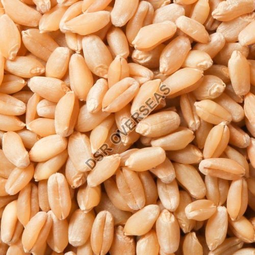 A Grade Wheat Seeds